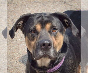 Rottweiler-Unknown Mix Dogs for adoption in Huntley, IL, USA