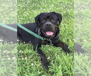 Rottweiler Dogs for adoption in Lawrenceville, NJ, USA