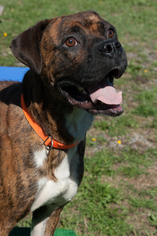 Boxer-Unknown Mix Dogs for adoption in Potsdam, NY, USA