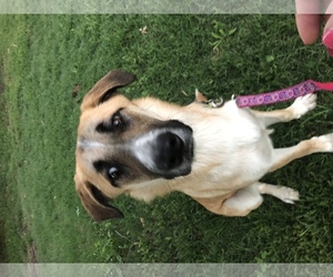 Anatolian Shepherd-Unknown Mix Dogs for adoption in Weatherford, TX, USA