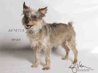 Silky Terrier Dogs for adoption in Moreno Valley, CA, USA