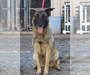 Mutt Dogs for adoption in El Centro, CA, USA