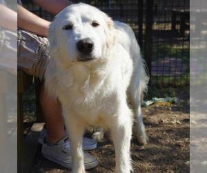 Great Pyrenees-Unknown Mix Dogs for adoption in San Antonio, TX, USA