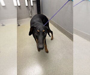 Doberman Pinscher-Unknown Mix Dogs for adoption in Las Vegas, NV, USA