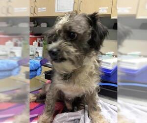 Mutt Dogs for adoption in Riverside, CA, USA