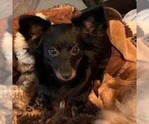 Chihuahua Dogs for adoption in Wadena, MN, USA
