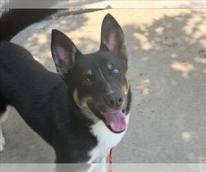 German Shepherd Dog-Unknown Mix Dogs for adoption in Tulsa, OK, USA