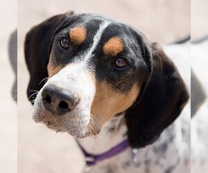 Coonhound Dogs for adoption in Kanab, UT, USA
