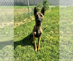 Mutt Dogs for adoption in Imlay City, MI, USA