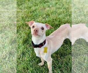 Chihuahua Dogs for adoption in Sandy, UT, USA
