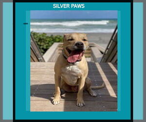 Labrador Retriever-Unknown Mix Dogs for adoption in Royal Palm Beach, FL, USA