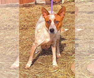 Red Heeler-Unknown Mix Dogs for adoption in Wetumpka, AL, USA