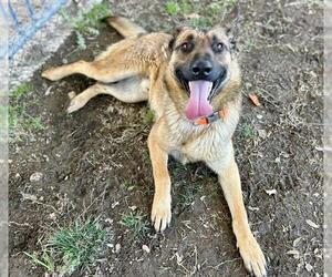 German Shepherd Dog-Unknown Mix Dogs for adoption in Riverside, CA, USA