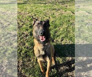 Mutt Dogs for adoption in Riverside, CA, USA