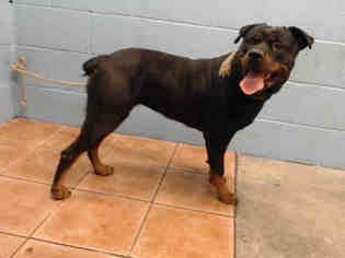 Rottweiler Dogs for adoption in Downey, CA, USA