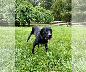 Small Labrador Retriever Mix