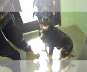 Rottweiler Dogs for adoption in Tulsa, OK, USA