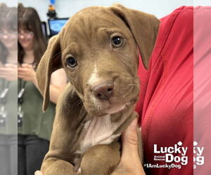 Retriever -Unknown Mix Dogs for adoption in Washington, DC, USA