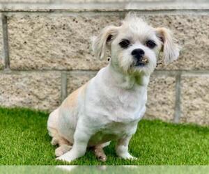 Shih Tzu-Unknown Mix Dogs for adoption in See Website, CA, USA