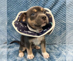 American Pit Bull Terrier-Labrador Retriever Mix Dogs for adoption in Lakewood, CO, USA