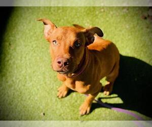 American Pit Bull Terrier Dogs for adoption in Orlando, FL, USA