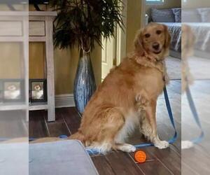 Golden Retriever Dogs for adoption in Valrico, FL, USA