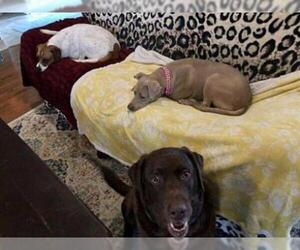 Labmaraner Dogs for adoption in Rockaway, NJ, USA
