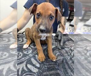 German Shepherd Dog-Unknown Mix Dogs for adoption in Norco, CA, USA