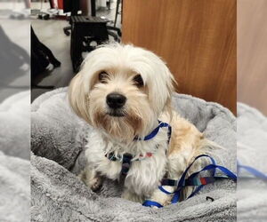 Maltese-Unknown Mix Dogs for adoption in Bellevue, WA, USA