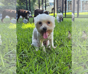 Maltese Dogs for adoption in Dumont, NJ, USA