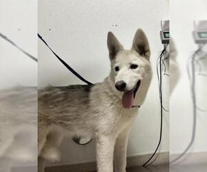 Siberian Husky Dogs for adoption in Bakersfield, CA, USA