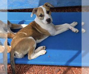 American Staffordshire Terrier-Unknown Mix Dogs for adoption in New Oxford , PA, USA