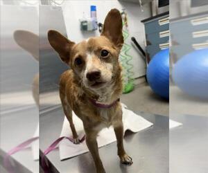 Mutt Dogs for adoption in Woodland, CA, USA
