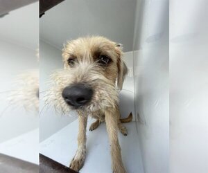 Irish Wolfhound Dogs for adoption in Houston, TX, USA