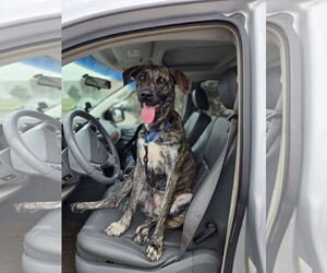 Plott Hound-Unknown Mix Dogs for adoption in Minneapolis, MN, USA