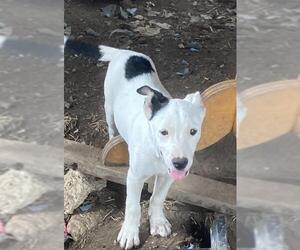 Labrador Retriever-Unknown Mix Dogs for adoption in San Antonio, TX, USA