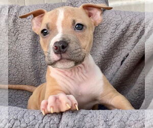 American Pit Bull Terrier-American Staffordshire Terrier Mix Dogs for adoption in Wenonah, NJ, USA