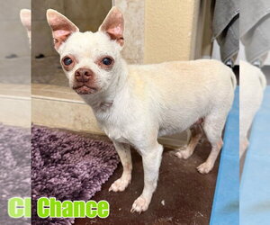 Chihuahua-Unknown Mix Dogs for adoption in New London, WI, USA