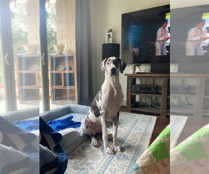 Great Dane Dogs for adoption in Bullard, TX, USA