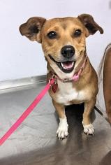 Beagi Dogs for adoption in Danbury, CT, USA