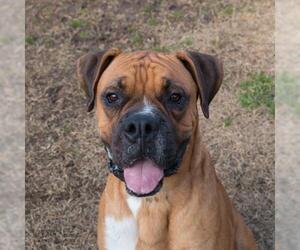 Boxer Dogs for adoption in Shreveport, LA, USA