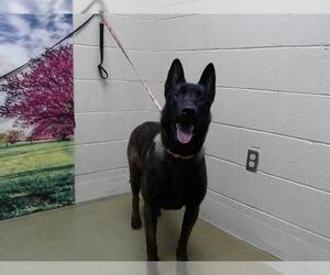 Mutt Dogs for adoption in Moreno Valley, CA, USA