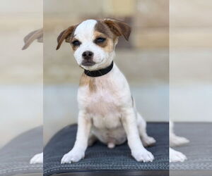 Mutt Dogs for adoption in PIPE CREEK, TX, USA