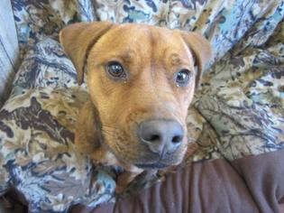 American Staffordshire Terrier Dogs for adoption in Ozark, AL, USA