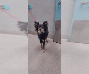 Australian Shepherd-Unknown Mix Dogs for adoption in Las Vegas, NV, USA