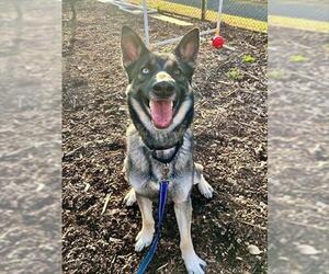 German Shepherd Dog Dogs for adoption in Waterford, VA, USA
