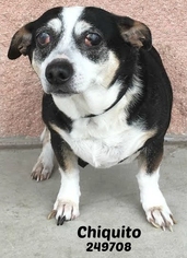 Rat-Cha Dogs for adoption in San Antonio, TX, USA