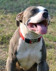 Staffordshire Bull Terrier Dogs for adoption in Belleville, MI, USA