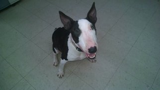 Medium Photo #1 Bull Terrier Puppy For Sale in Brooksville, FL, USA