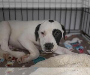 American Pit Bull Terrier-Labrador Retriever Mix Dogs for adoption in Mountain Home, AR, USA